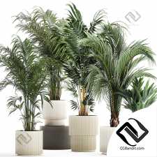 Комнатные растения set 77