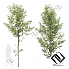 Деревья Alnus Glutinosa