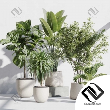 Комнатные растения set 277