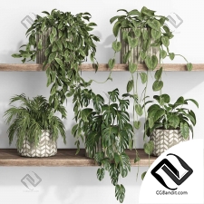 Комнатные растения 68