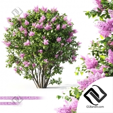 Кусты Bushes Blooming lilac 5
