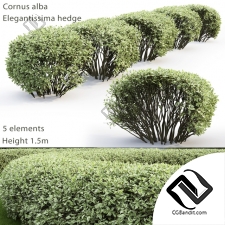 Кусты Bushes Cornus Alba Elegantissima hedge 7