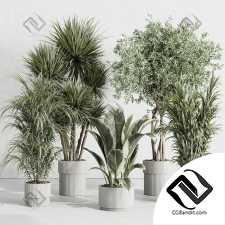 Комнатные растения set 52