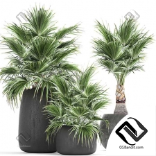 Комнатные растения decorative palm trees