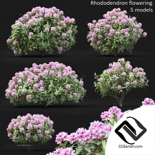 Кусты Bushes Rhododendron 2
