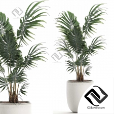 Комнатные растения decorative palm
