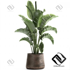 Комнатные растения banana palm