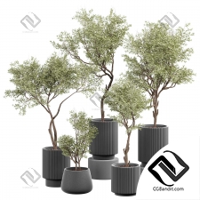 Комнатные растения set 51