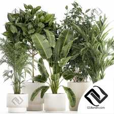 Комнатные растения set 60