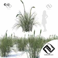 Рогоза широколистная