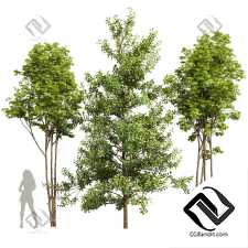 Деревья Acer Buergerianum, Ash Maple