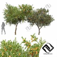 Деревья Tangerine