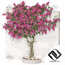 Растение бугенвиллея