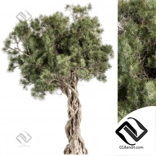 Деревья Olive 10