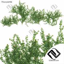 Фикус карликовый