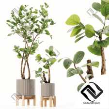 Комнатные растения 106