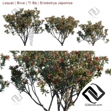Деревья Eriobotrya Japonica