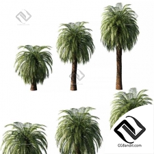 Деревья palm 09