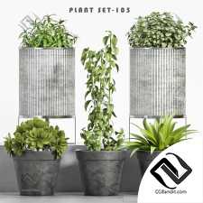 Уличные растения Street plants 65