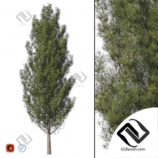 Деревья Pine