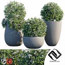 Уличные растения Street plants 48