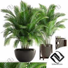 Комнатные растения palm trees 11