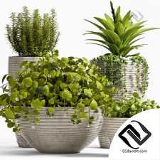 Уличные растения Street plants 30