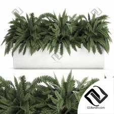 Комнатные растения fern