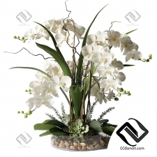 Комнатные растения White orchids