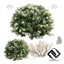 Кусты Edgeworthia Chrysantha Paperbush Viburnum Opulus Roseum Bush