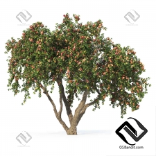 Деревья Яблоня