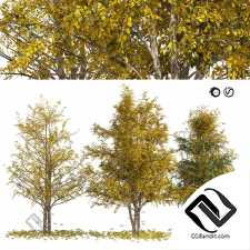 Деревья Fall birch