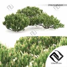 Кусты Bushes Pinus Mugo 17
