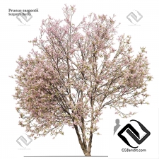 Деревья Prunus sargentii