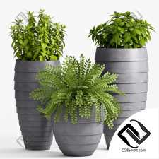 Уличные растения Street plants Decorative