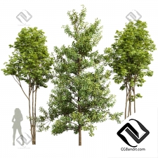 Деревья Acer Buergerianum, Ash Maple