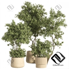 Комнатные растения set 31