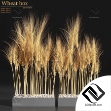 Комнатные растения Wheat Box