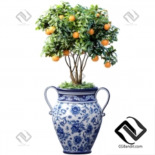 Комнатные растения апельсиновое дерево