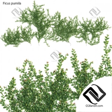 Фикус карликовый