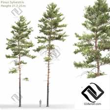 Деревья Trees Scots pine 55