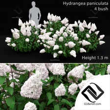 Кусты Hydrangea Paniculata