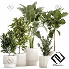 Комнатные растения set 64