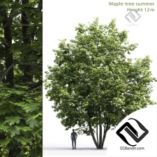 Деревья Trees Maple 09
