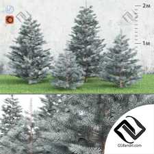 Деревья Trees Spruce Blue