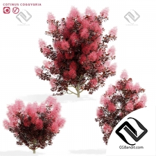 Кусты скумпия кожевенная