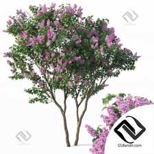 Деревья Trees Lilac