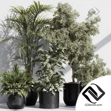 Комнатные растения 77