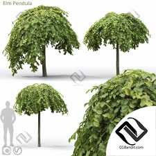 Деревья Elm Pendula