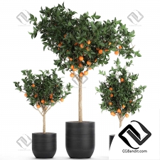 Комнатные растения orange trees